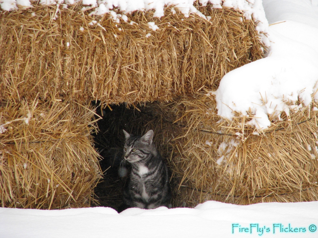 Winter Cat Shelters  Kyle Kitty's Cat Fence
