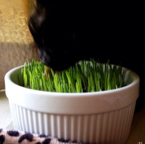 We have several of these awesome souffle dishes that are usually water bowls but which also make an excellent cat grass dish!